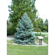 Picea punge. 'Fat Albert'