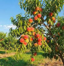 Load image into Gallery viewer, Prunus persica 'August Lady' Peach

