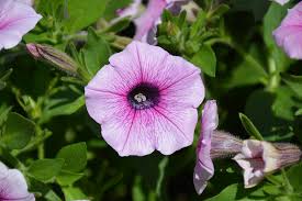 Petunia 'Shock Wave Pink'
