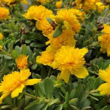 Load image into Gallery viewer, Portulaca oler. &#39;Duna Colorblast Double Yellow&#39;
