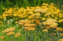 Load image into Gallery viewer, Achillea mil. &#39;Terracotta&#39;
