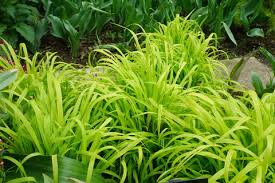 Milium aureum 'Flashlights'