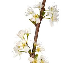 Load image into Gallery viewer, Prunus sali. 'Morris' Plum
