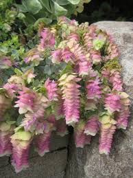 Oreganum 'Kent Beauty'