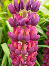 Load image into Gallery viewer, Lupinus &#39;Masterpiece&#39;
