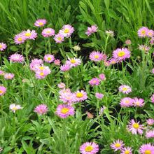 Load image into Gallery viewer, Aster alpinus &#39;Happy End&#39;
