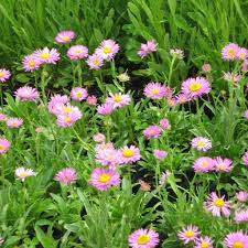 Aster alpinus 'Happy End'