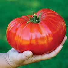 Tomato 'Steakhouse'