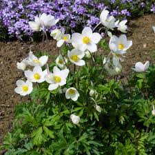 Anemone Sylvestris