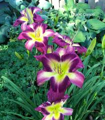 Hemerocallis 'Magic Dancer'