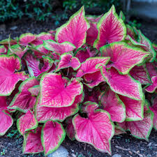 Caladium 'Tiki Torch'