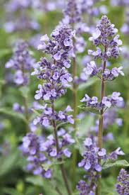 Nepeta 'Wispurr Blue'