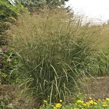 Panicum vir. 'Thundercloud'