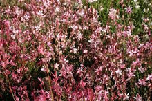 Load image into Gallery viewer, Gaura &#39;Steffi Blush Pink&#39;
