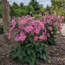 Anemone 'Curtain Call Deep Rose'