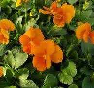 Load image into Gallery viewer, Viola corn. &#39;Penny Orange&#39;
