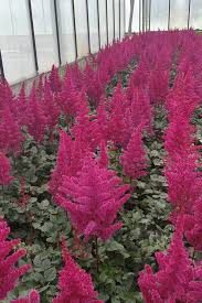 Astilbe 'Vision Volcano'