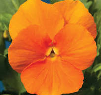 Viola corn. 'Penny Orange'