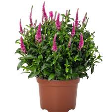 Veronica long. 'Candela Hot Pink'