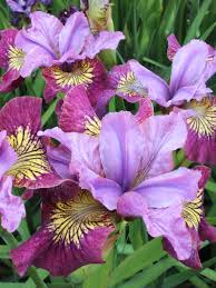 Iris sib. 'Miss Apple'