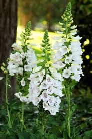 Digitalis 'Dalmatian White'