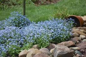 Myosotis 'Mon Amie Blue'