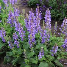 Salvia nem. 'Sky Blue Marvel'