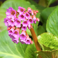 Bergenia purpurascens