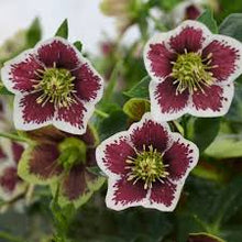 Load image into Gallery viewer, Helleborus &#39;Romantic Getaway&#39;
