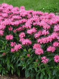 Monarda 'Pink Chenille'
