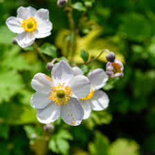 Anemone 'Elfin Swan'