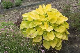 Hosta 'Glad Tidings'