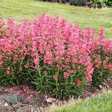 Penstemon 'Pink Pearls'