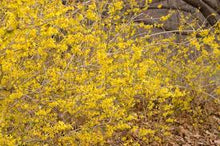 Load image into Gallery viewer, Forsythia 'Northern Gold'
