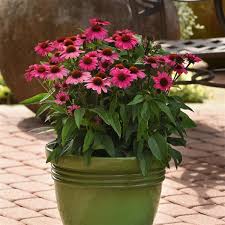 Echinacea somb. 'Rosada'