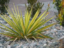 Load image into Gallery viewer, Yucca fil. &#39;Golden Sword&#39;
