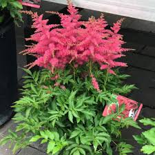 Astilbe 'Younique Cerise'