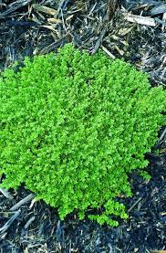 Herniaria glabra - Green Carpet