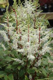 Astilbe are. 'Rock & Roll'