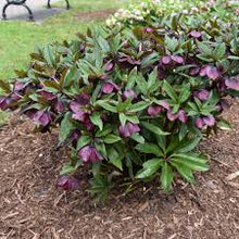 Load image into Gallery viewer, Helleborus &#39;Rome in Red&#39;
