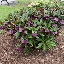 Helleborus 'Rome in Red'