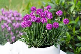 Armeria dreameria 'Vivid Dreams'