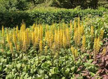 Load image into Gallery viewer, Ligularia sten. &#39;The Rocket&#39;
