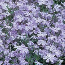 Load image into Gallery viewer, Phlox sub. &#39;Oakington Blue Eyes&#39;
