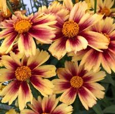 Coreopsis 'Iron Lady'