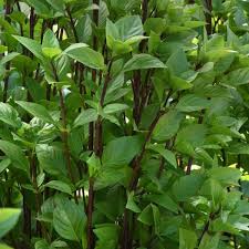 Occimum 'Everleaf Thai Towers' - Basil