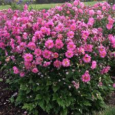 Anemone - Fall in Love 'Sweetly'