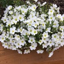 Load image into Gallery viewer, Arenaria mont. &#39;Avalanche&#39;
