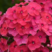 Load image into Gallery viewer, Phlox pan. &#39;Ka-Pow coral&#39;
