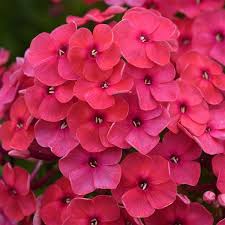 Phlox pan. 'Ka-Pow coral'